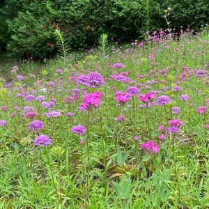 Meet your Posher, Monica